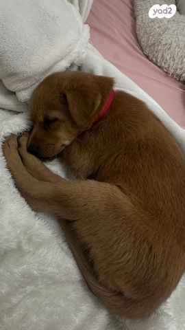 תמונת מודעה - חיות מחמד