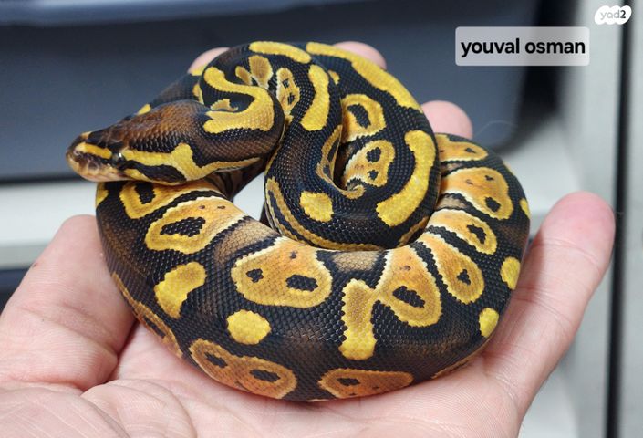 תמונת מודעה - חיות מחמד