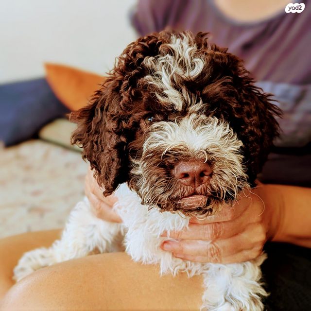 תמונת מודעה - חיות מחמד