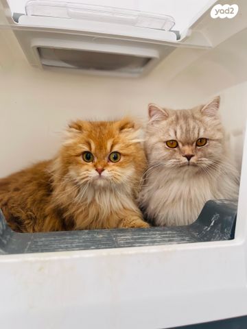 תמונת מודעה - חיות מחמד