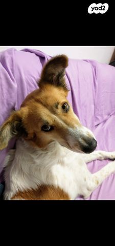 תמונת מודעה - חיות מחמד