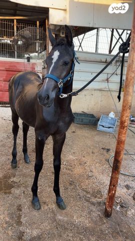 תמונת מודעה - חיות מחמד