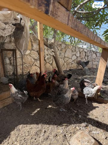 תמונת מודעה - חיות מחמד