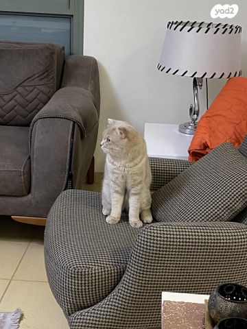 תמונת מודעה - חיות מחמד