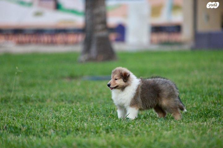 תמונת מודעה - חיות מחמד