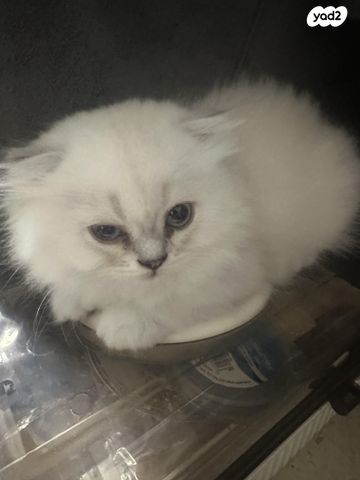 תמונת מודעה - חיות מחמד