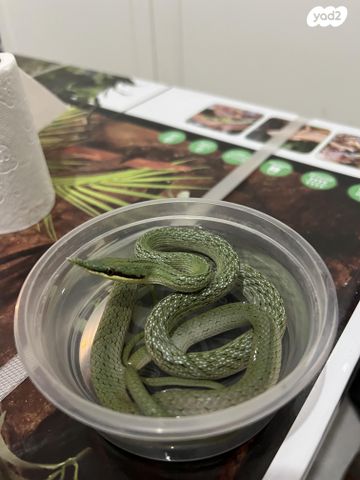 תמונת מודעה - חיות מחמד