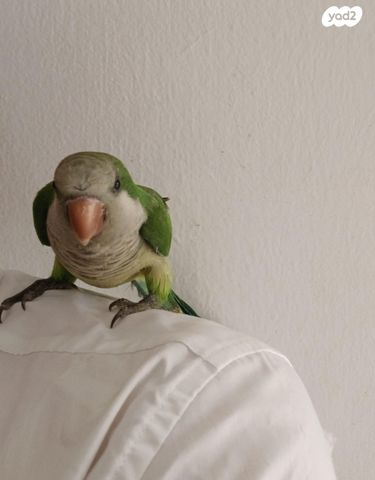 תוכי קוקוטייל