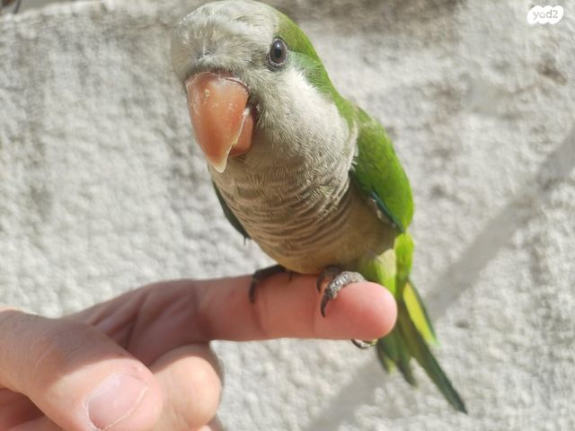 תוכי קוקוטייל