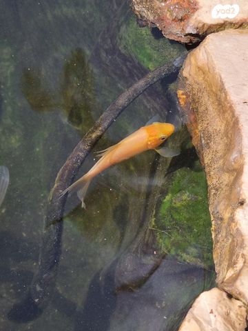 דג דגי מים קרים