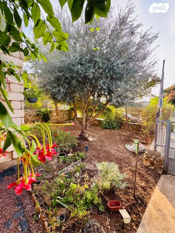 בית פרטי/ קוטג', איילת השחר