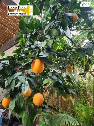 דירה, הרקפות, ראשון לציון