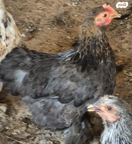 חיית משק פקין