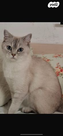 תמונת מודעה - חיות מחמד