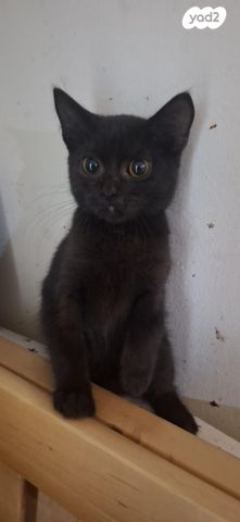 תמונת מודעה - חיות מחמד