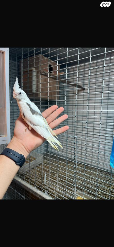 תמונת מודעה - חיות מחמד