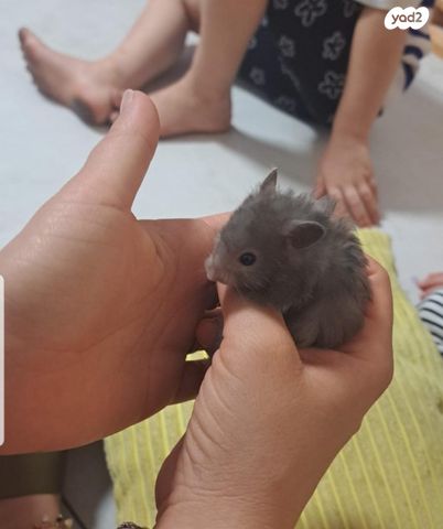 תמונת מודעה - חיות מחמד