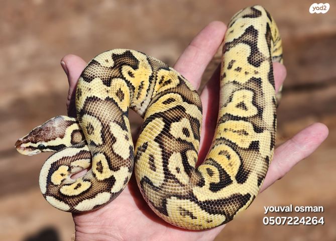 תמונת מודעה - חיות מחמד