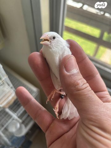 תמונת מודעה - חיות מחמד