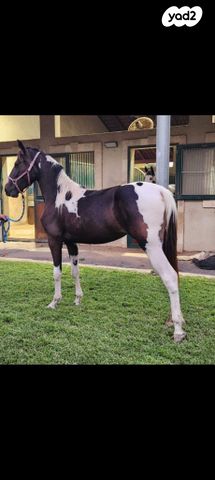 תמונת מודעה - חיות מחמד