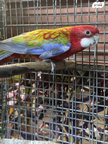 תמונת מודעה - חיות מחמד