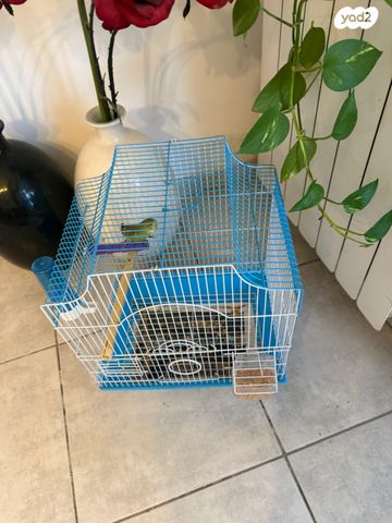 תמונת מודעה - חיות מחמד