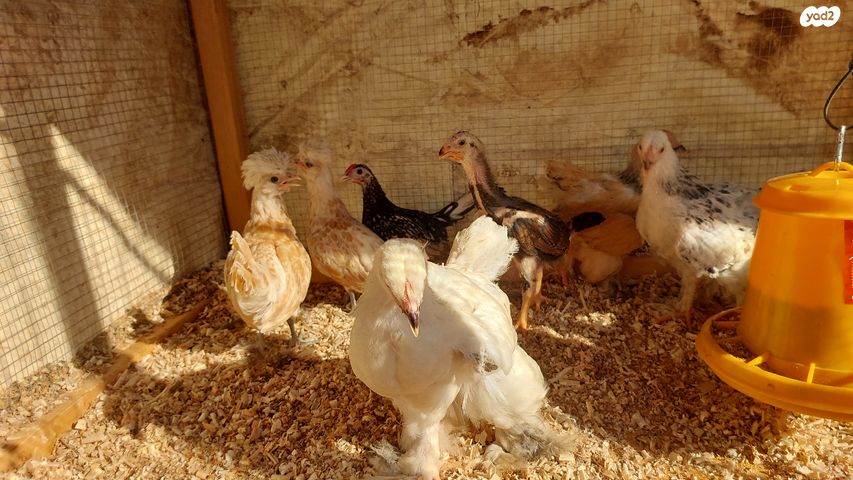 תמונת מודעה - חיות מחמד