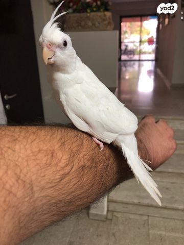 תמונת מודעה - חיות מחמד