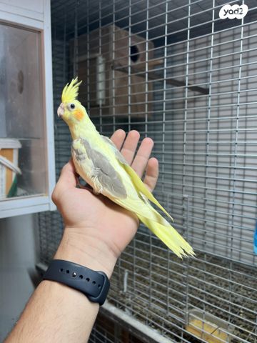 תמונת מודעה - חיות מחמד