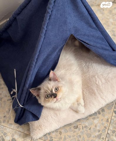 תמונת מודעה - חיות מחמד