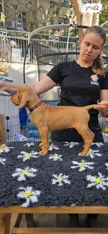 תמונת מודעה - חיות מחמד