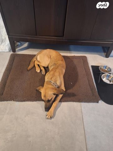 תמונת מודעה - חיות מחמד