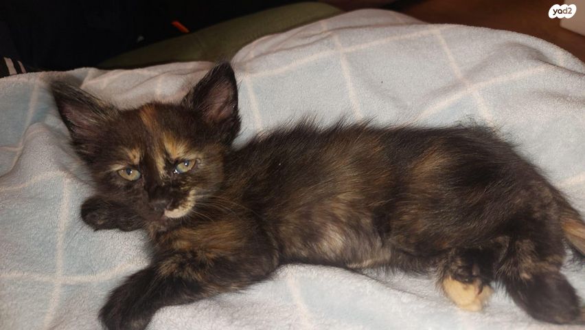 תמונת מודעה - חיות מחמד