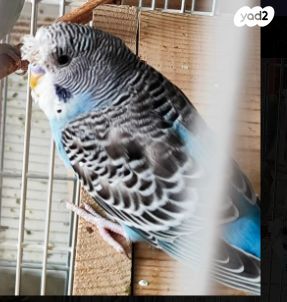 תמונת מודעה - חיות מחמד