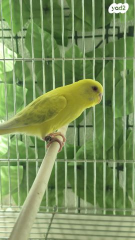 תמונת מודעה - חיות מחמד