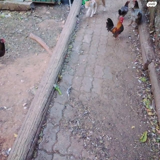 תמונת מודעה - חיות מחמד