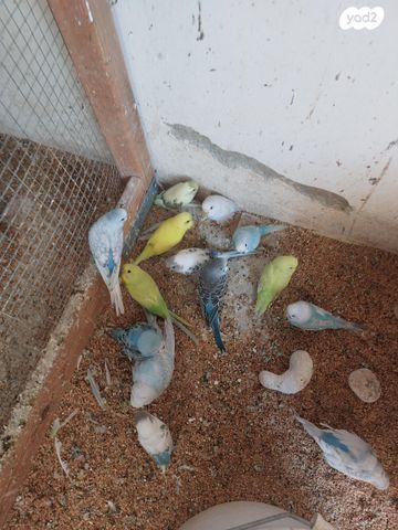 תמונת מודעה - חיות מחמד