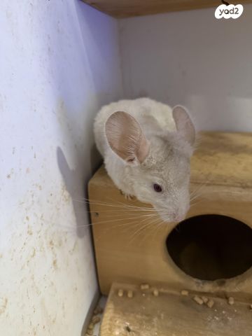 תמונת מודעה - חיות מחמד