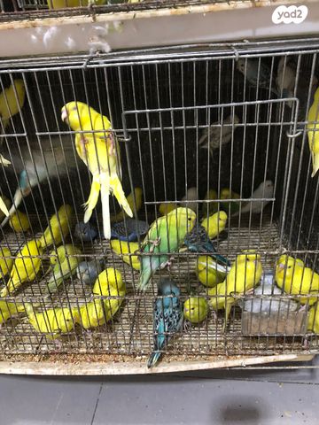 תמונת מודעה - חיות מחמד