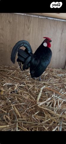 תמונת מודעה - חיות מחמד