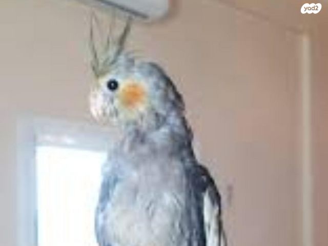 תמונת מודעה - חיות מחמד