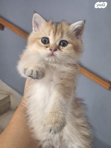 תמונת מודעה - חיות מחמד