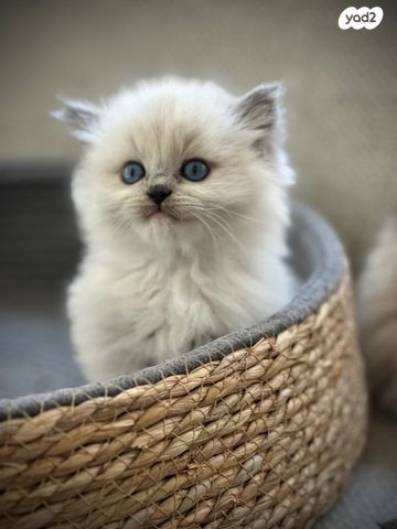 תמונת מודעה - חיות מחמד