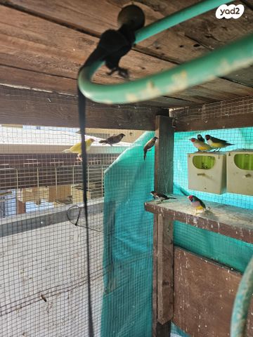 תמונת מודעה - חיות מחמד