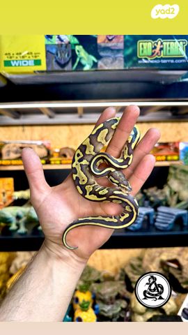 תמונת מודעה - חיות מחמד