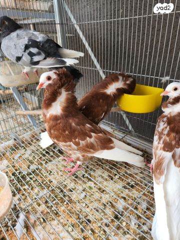 תמונת מודעה - חיות מחמד