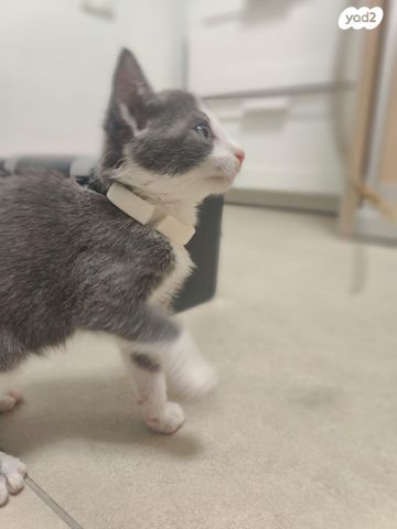 תמונת מודעה - חיות מחמד