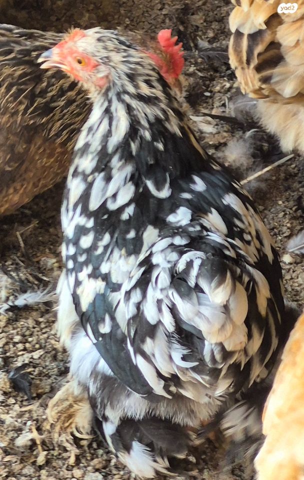 תמונת מודעה - חיות מחמד