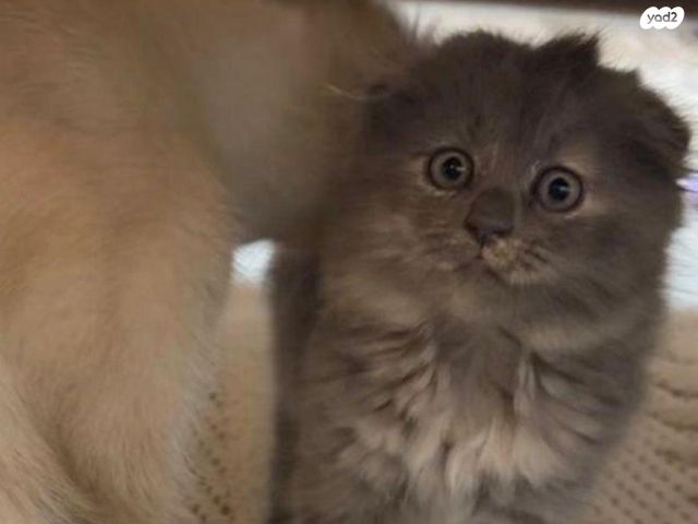 תמונת מודעה - חיות מחמד