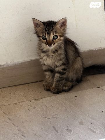 תמונת מודעה - חיות מחמד